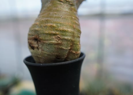 パキポディウム　グラキリス　Pachypodium  Gracilius No.3