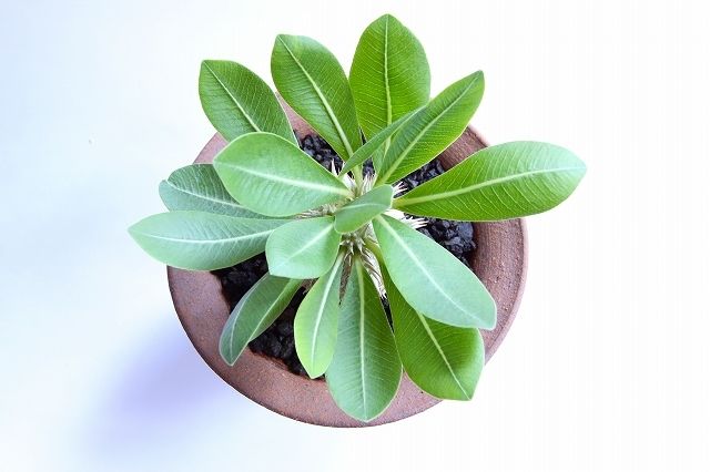 パキポディウム 恵比寿大黒 超まん丸特選株 | mana's farm:塊根植物
