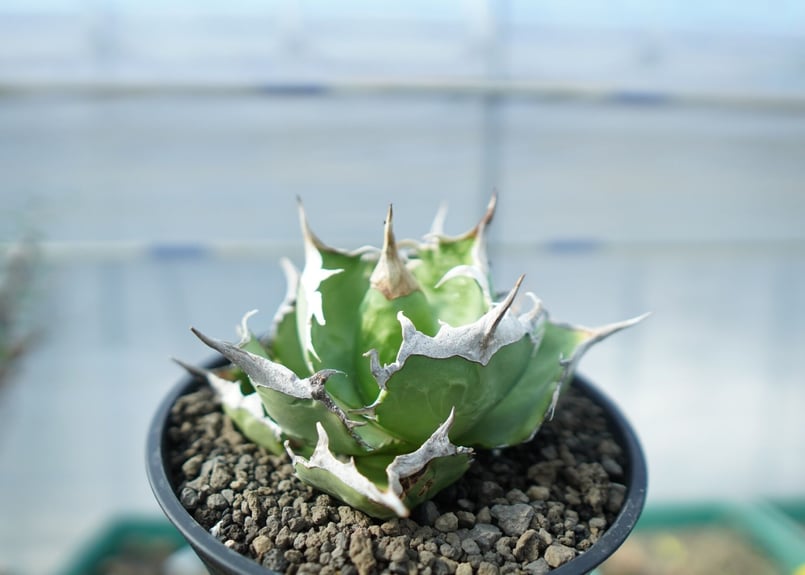 アガベ チタノタ 獅子光 agave titanota lion light | mana's