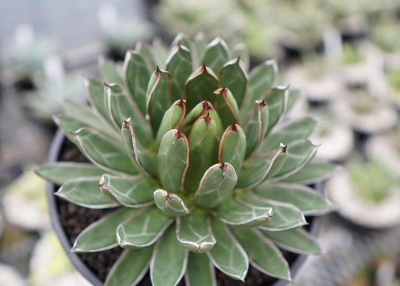 agave formosa '雪嶺' | mana's farm:塊根植物・アガベ