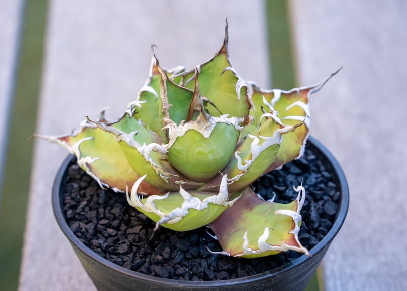 アガベ シーザー МⅭ03 | mana's farm:塊根植物・アガベ・ドライ