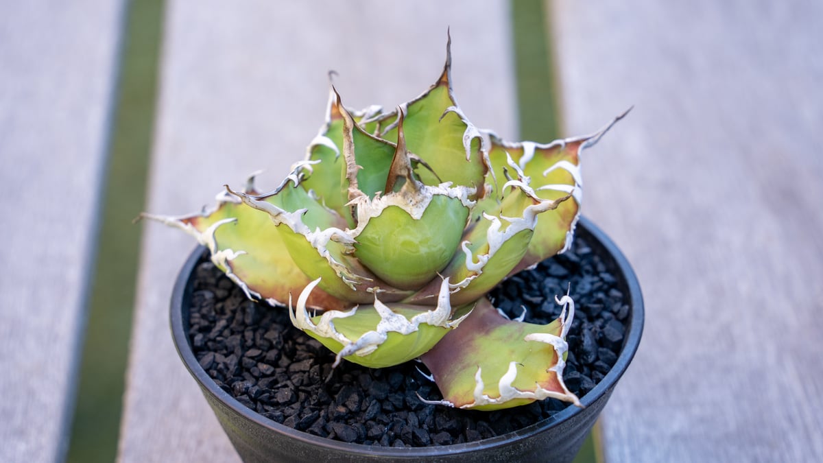 アガベ　シーザー　マルチヘッド【lize】C2 アガベ シーザー МⅭ03 | mana's farm:塊根植物・アガベ・ドライ