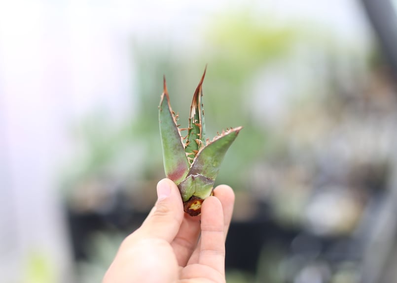 アガベ パープソラム バニラアイス 天 アガベ パープソラム バニラ