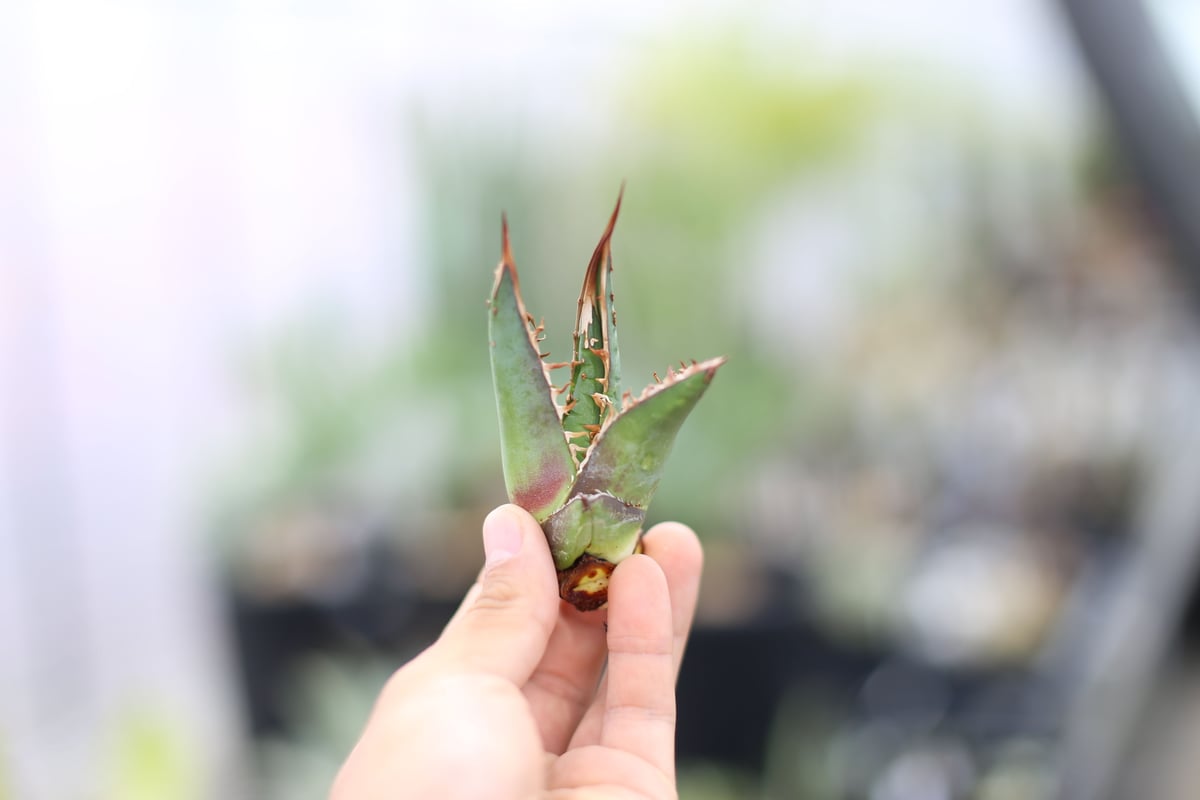 yuato チマラDENIM +アガベ子株 アガベ チタノタ 