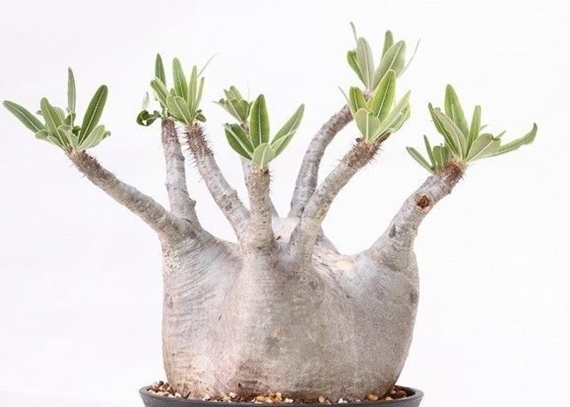 Pachypodium Gracilius パキポディウム グラキリス 未発根 | man