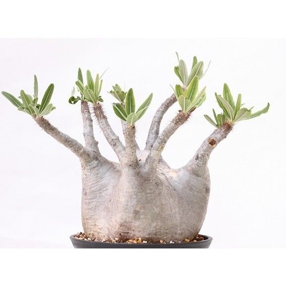 Pachypodium Gracilius パキポディウム グラキリス 未発根 | man