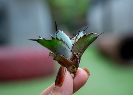 アガベ　BB　カキコ株