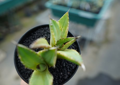 アガベ　チタノタ　黄覆輪　Agave titanota variegata
