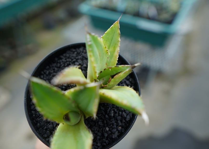 アガベ チタノタ 黄覆輪 Agave titanota variegata | mana's