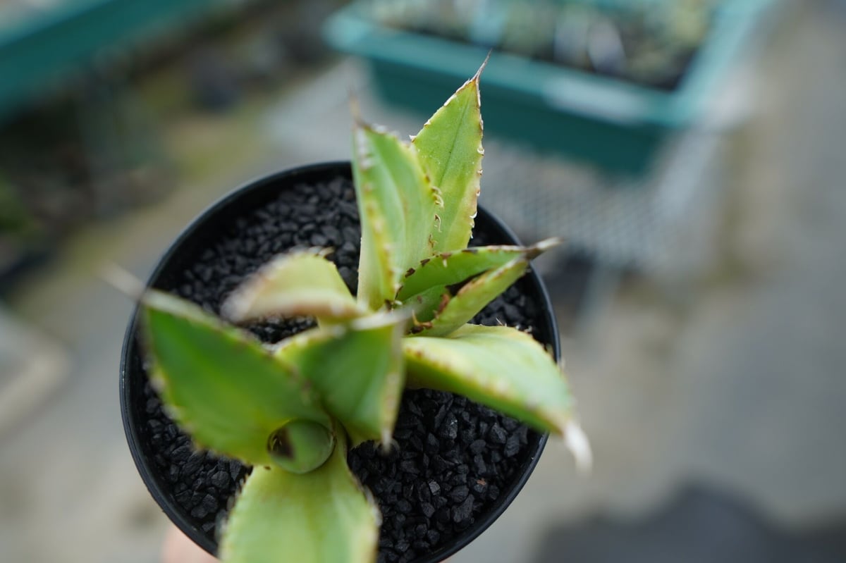 アガベ チタノタ 黄覆輪 Agave titanota variegata | mana's
