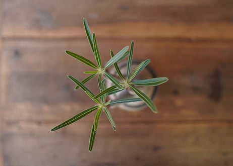 パキポディウム　グラキリス　 Pachypodium Gracilius