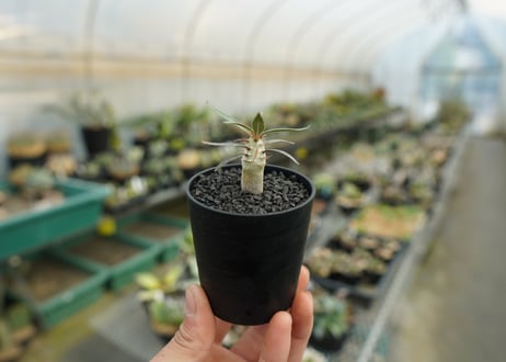 パキポディウム　グラキリス　 Pachypodium Gracilius  No.3