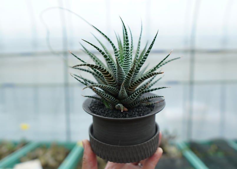 ハオルチア 十二の巻 Haworthia fasciata | mana's farm:塊根植