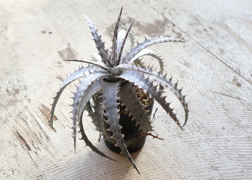 ディッキア dyckia goehringii new × Bone | mana's far