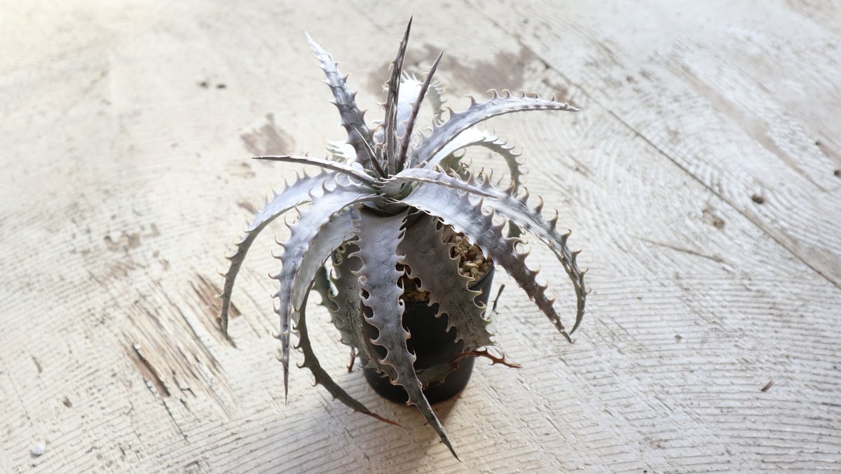 ディッキア dyckia goehringii new × Bone | mana's far