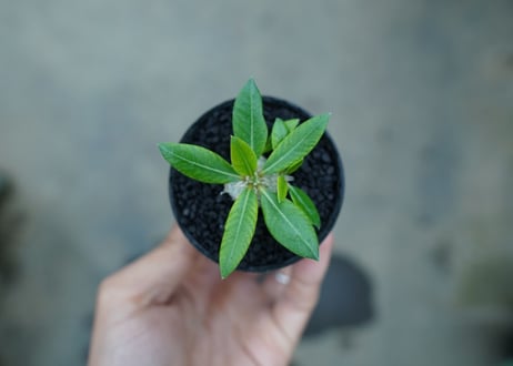 パキポディウム　恵比寿笑い　Pachypodium brevicaule　No.3
