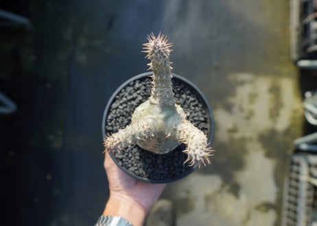 パキポディウム マカイエンセ　Pachypodium makayense　No.2