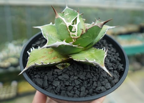 アガベ　チタノタ 　Agave titanota No.3