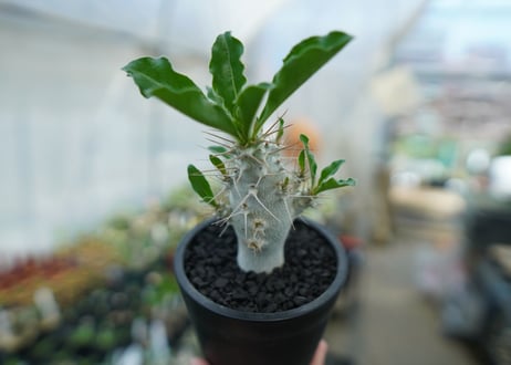 パキポディウム　サンデルシー　Pachypodeium saundersii  No.6