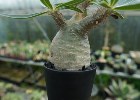 パキポディウム　グラキリス　 Pachypodium Gracilius　No.3