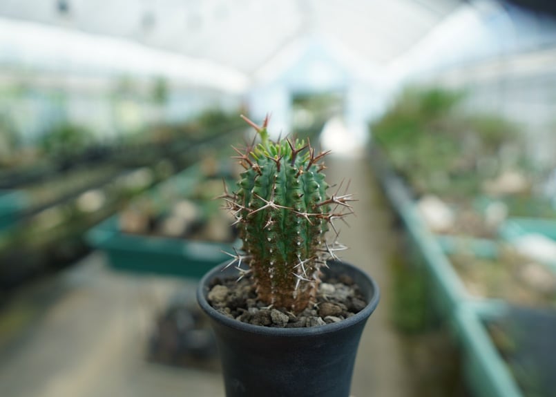 ユーフォルビア 群星冠 Euphorbia stellispina | mana's farm