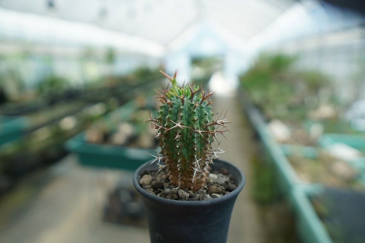 ユーフォルビア 群星冠 Euphorbia stellispina | mana's farm