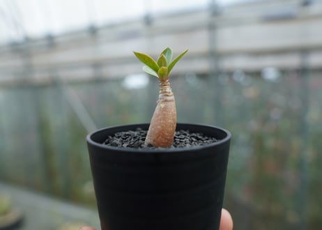 アデニウム　Adenium  No.5