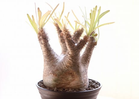 Pachypodium Gracilius パキポディウム  グラキリス 未発根