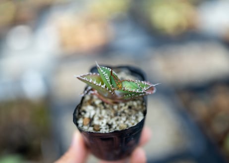 アガベ　オテロイ　沖縄実生