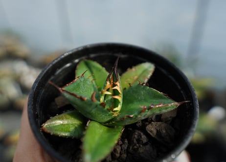 アガベ　チタノタ　ブルー　agave titanota Blue 　No.3