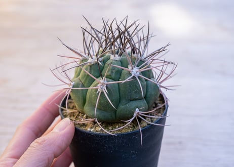 ギムノカリキウム　新天地