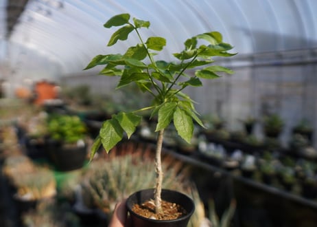 ランネア　パルヴィフォリア　Lannea parvifolia　NO.2