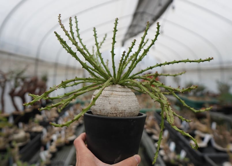 ユーフォルビア デシドゥア 3頭 塊根植物 楽天市場】コーデックス：ユーフォルビア デシドゥア 蓬莱島