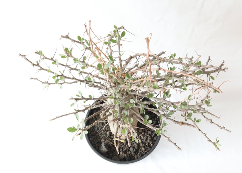 フォークイエリア コルムナリス 観峰玉 | mana's farm:塊根植物