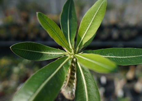 パキポディウム ホロンベンセ　Pachypodium　 horombense