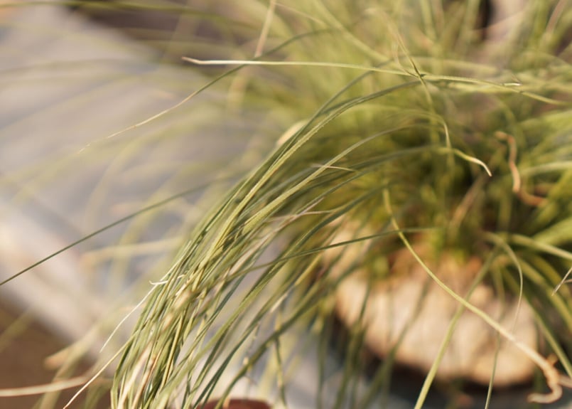 カリバナス　フーケリー 耐寒性№1】カリバナス フーケリー No.3 | mana's farm:塊根植物