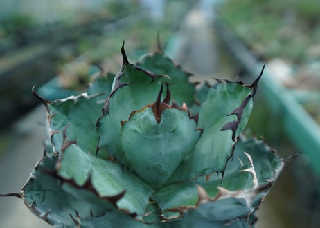 アガベ　チタノタ　 ブラックアンドブルー 　Agave titanota black and blue　No.3