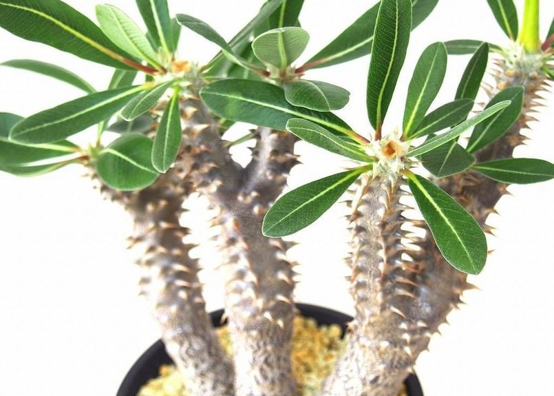 パキポディウム デンシフローラム シバの女王の玉櫛 Pachypodium