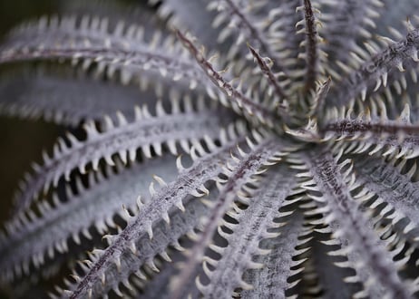Dyckia Unicorn