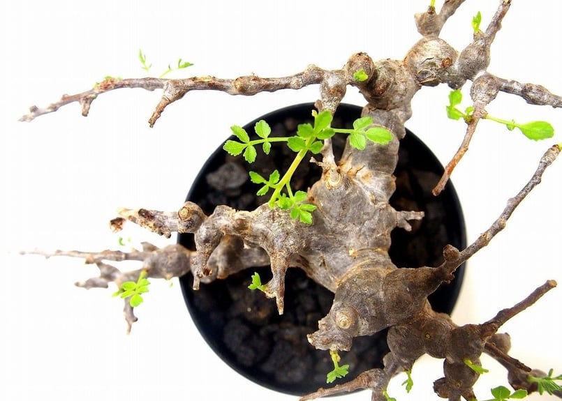 Commiphora sp. 'Eyl' コミフォラ エイル №2 | mana's gree Commiphora sp. 'Eyl' コミフォラ エイル №2 | mana's gree