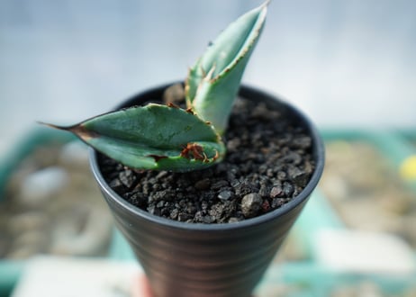 アガベ　チタノタ　ホワイトアイス 　agave titanota whiteice
