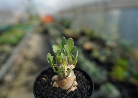 オトンナsp　スタインコフ　Othonna steinkopf