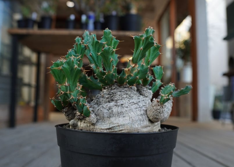 ユーフォルビア クラビゲラ Euphorbia clavigera | mana's farm