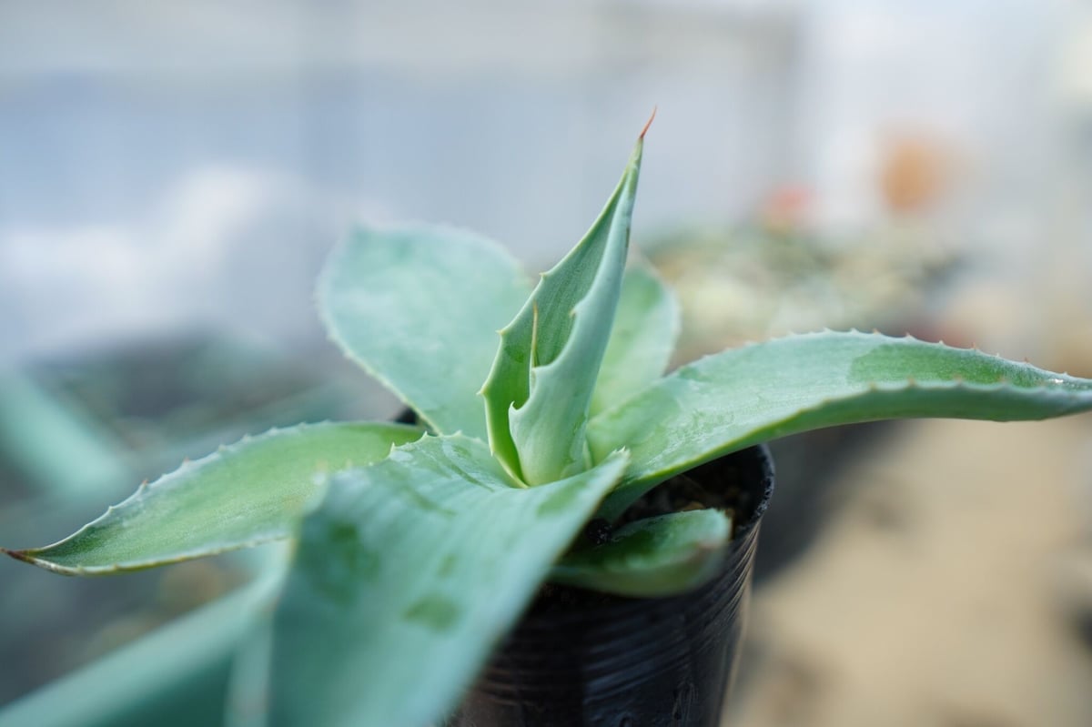 アガベ オバティフォリア Agave ovatifolia No.5 | mana's far