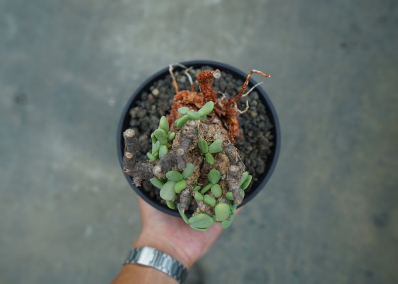 ケラリア ピグマエア Ceraria pygmaea No.3 | mana's farm:塊