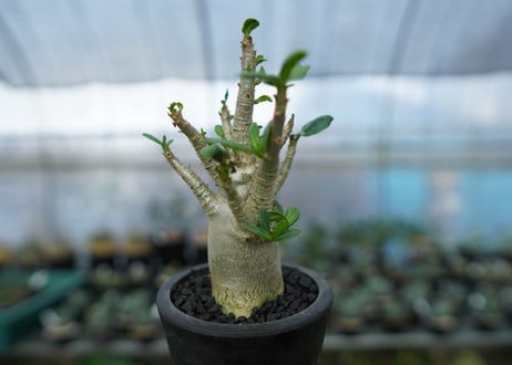 アデニウム　Adenium　No.14