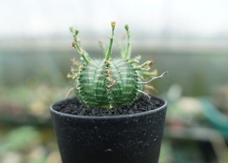 ユーフォルビア　バリダ　Euphorbia valida　No.5