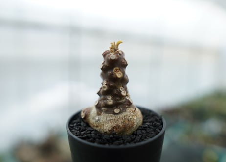 ドルステニア フォエチダ Dorstenia foetida　No.1