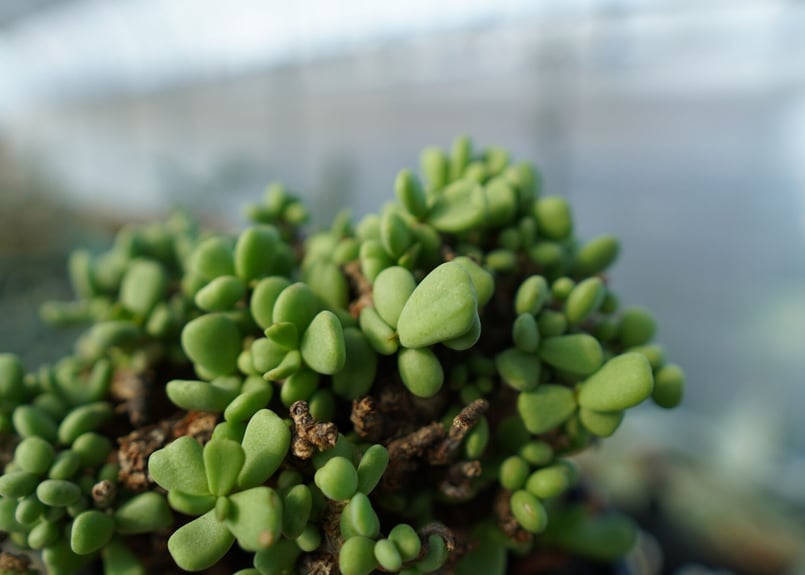 ケラリア ピグマエア Ceraria pygmaea | mana's green:塊根植物販 ケラリア ピグマエア Ceraria pygmaea | mana's green:塊根植物販