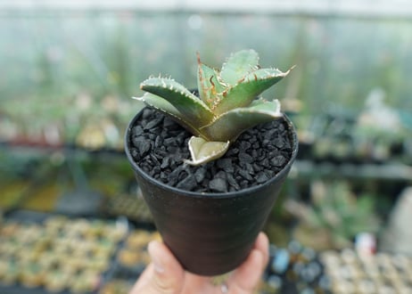 アガベ　チタノタ　FO-76　Agave titanota  FO-76　No.5